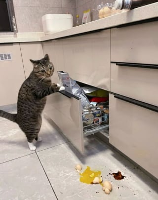 Illustration de l'article : 10 photos de chats qui sont dr&ocirc;les sans le vouloir