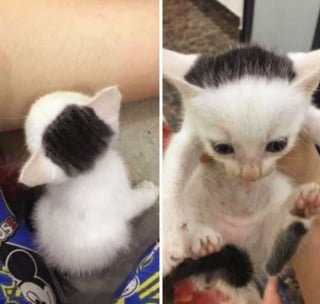 Illustration de l'article : 10 photos de chats qui sont dr&ocirc;les sans le vouloir