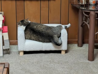 Illustration de l'article : 10 photos de chats qui sont dr&ocirc;les sans le vouloir