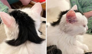 Illustration de l'article : 10 photos de chats qui sont dr&ocirc;les sans le vouloir