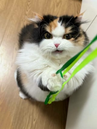 Illustration de l'article : 10 photos de chats qui sont dr&ocirc;les sans le vouloir