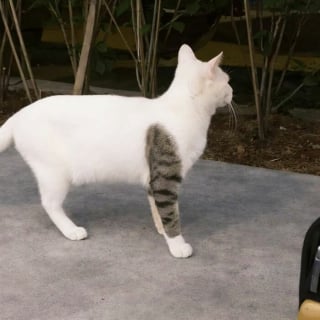 Illustration de l'article : 10 photos de chats qui sont dr&ocirc;les sans le vouloir