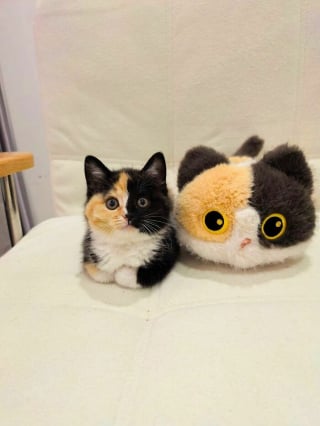 Illustration de l'article : 10 photos de chats qui sont dr&ocirc;les sans le vouloir