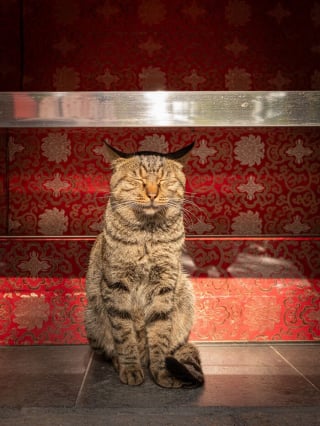 Illustration de l'article : 14 photos de chats mis en valeur par un photographe de rue