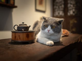 Illustration de l'article : 14 photos de chats mis en valeur par un photographe de rue