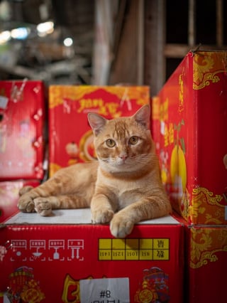 Illustration de l'article : 14 photos de chats mis en valeur par un photographe de rue