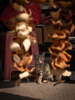 Illustration de l'article : 14 photos de chats mis en valeur par un photographe de rue