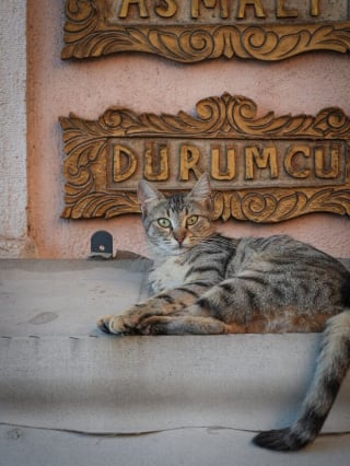 Illustration de l'article : 14 photos de chats mis en valeur par un photographe de rue