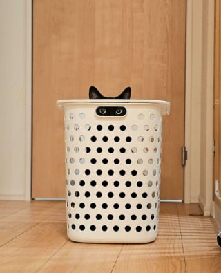 Illustration de l'article : 12 chats qui pensent &ecirc;tre des experts en camouflage