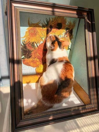 Illustration de l'article : 12 chats qui pensent &ecirc;tre des experts en camouflage