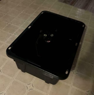 Illustration de l'article : 12 chats qui pensent &ecirc;tre des experts en camouflage