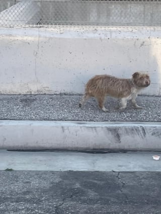 Illustration de l'article : Apr&egrave;s 2 semaines de traque, des b&eacute;n&eacute;voles sauvent une chienne errante &eacute;puis&eacute;e qui fuyait tout contact humain