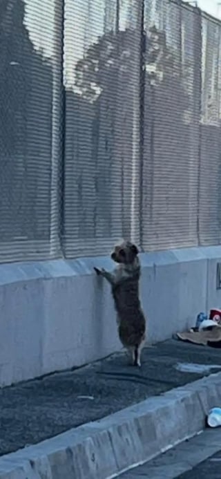 Illustration de l'article : Apr&egrave;s 2 semaines de traque, des b&eacute;n&eacute;voles sauvent une chienne errante &eacute;puis&eacute;e qui fuyait tout contact humain