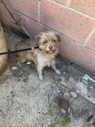 Illustration de l'article : Apr&egrave;s 2 semaines de traque, des b&eacute;n&eacute;voles sauvent une chienne errante &eacute;puis&eacute;e qui fuyait tout contact humain