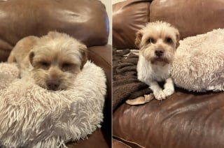 Illustration de l'article : Apr&egrave;s 2 semaines de traque, des b&eacute;n&eacute;voles sauvent une chienne errante &eacute;puis&eacute;e qui fuyait tout contact humain