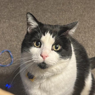 Illustration de l'article : Apr&egrave;s n'avoir eu que des chiens, elle change d'avis sur les chats et leurs propri&eacute;taires en rencontrant un f&eacute;lin errant devenu son meilleur ami