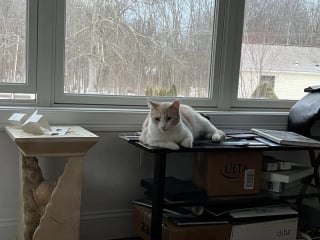 Illustration de l'article : Intrigu&eacute;e par l'attitude de son chat qui l'emp&ecirc;che de dormir, elle r&eacute;alise qu'il lui sauve la vie en l'alertant d'une fuite de gaz