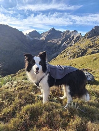 Illustration de l'article : Disparue apr&egrave;s la chute de sa ma&icirc;tresse, une Border Collie est sauv&eacute;e par h&eacute;licopt&egrave;re une semaine plus tard pr&egrave;s d&rsquo;une cascade 