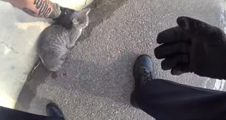 Illustration de l'article : Sauv&eacute;e par un policier apr&egrave;s l'avoir d&eacute;couverte bless&eacute;e sur une autoroute, une chatte retrouve une famille pour toujours (vid&eacute;o) 