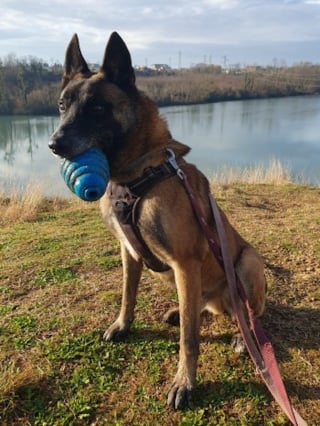 Illustration de l'article : Arriv&eacute; au refuge apr&egrave;s un pass&eacute; difficile, ce Malinois attend un adoptant capable de lui offrir une relation sinc&egrave;re (vid&eacute;o)