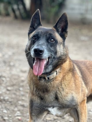 Illustration de l'article : Arriv&eacute; au refuge apr&egrave;s un pass&eacute; difficile, ce Malinois attend un adoptant capable de lui offrir une relation sinc&egrave;re (vid&eacute;o)