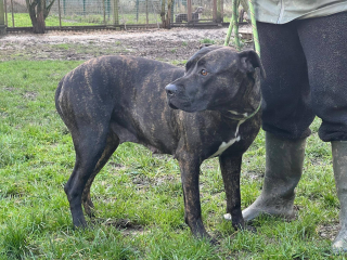 Illustration de l'article : Rescap&eacute;e d&rsquo;une vie d&rsquo;exploitation, cette gentille chienne crois&eacute;e Cane Corso cherche une famille d'accueil ou d'adoption