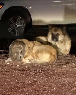 Illustration de l'article : Soulag&eacute; d'avoir &eacute;t&eacute; lib&eacute;r&eacute; du bocal qui emprisonnait sa t&ecirc;te, ce chien errant fond dans les bras de sa sauveteuse (vid&eacute;o)