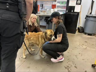 Illustration de l'article : Soulag&eacute; d'avoir &eacute;t&eacute; lib&eacute;r&eacute; du bocal qui emprisonnait sa t&ecirc;te, ce chien errant fond dans les bras de sa sauveteuse (vid&eacute;o)