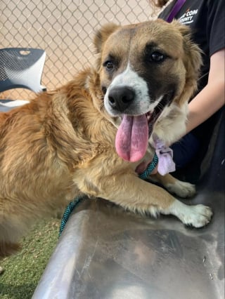 Illustration de l'article : Soulag&eacute; d'avoir &eacute;t&eacute; lib&eacute;r&eacute; du bocal qui emprisonnait sa t&ecirc;te, ce chien errant fond dans les bras de sa sauveteuse (vid&eacute;o)