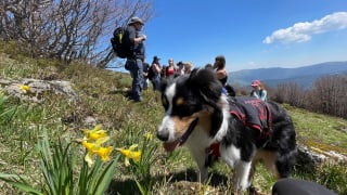 Illustration de l'article : Une enseignante dans un lyc&eacute;e agricole alsacien fait cours avec ses 3 chiens pour motiver ses &eacute;l&egrave;ves (vid&eacute;o)