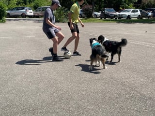 Illustration de l'article : Une enseignante dans un lyc&eacute;e agricole alsacien fait cours avec ses 3 chiens pour motiver ses &eacute;l&egrave;ves (vid&eacute;o)
