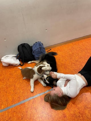 Illustration de l'article : Une enseignante dans un lyc&eacute;e agricole alsacien fait cours avec ses 3 chiens pour motiver ses &eacute;l&egrave;ves (vid&eacute;o)