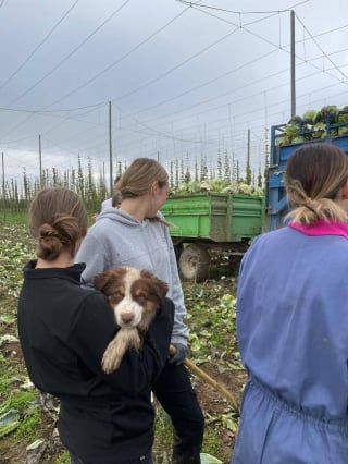 Illustration de l'article : Une enseignante dans un lyc&eacute;e agricole alsacien fait cours avec ses 3 chiens pour motiver ses &eacute;l&egrave;ves (vid&eacute;o)