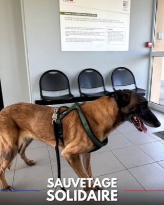 Illustration de l'article : L'adoption d'un ancien chien de sécurité permet de soigner ses graves blessures liées à un enfermement abusif (vidéo)