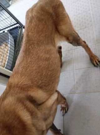 Illustration de l'article : L'adoption d'un ancien chien de sécurité permet de soigner ses graves blessures liées à un enfermement abusif (vidéo)