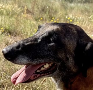 Illustration de l'article : L'adoption d'un ancien chien de sécurité permet de soigner ses graves blessures liées à un enfermement abusif (vidéo)
