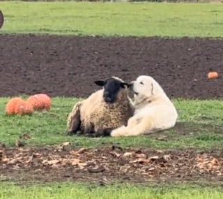 Illustration de l'article : Quand il ne veille pas sur le troupeau, ce Patou se d&eacute;tend aux c&ocirc;t&eacute;s de son meilleur ami b&eacute;lier au milieu du champ (vid&eacute;o)