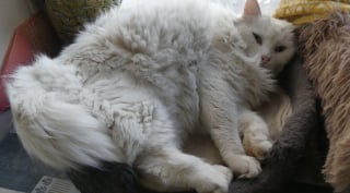 Illustration de l'article : Apr&egrave;s avoir adopt&eacute; un chat errant, un couple est accus&eacute; de vol par les anciens propri&eacute;taires qui portent plainte