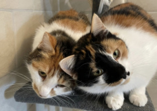 Illustration de l'article : Une association de la Dr&ocirc;me impose l'adoption conjointe de 2 chattes ins&eacute;parables suite au d&eacute;c&egrave;s de leur propri&eacute;taire