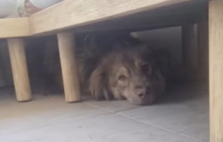 Illustration de l'article : Une famille adopte &agrave; distance un chien ayant v&eacute;cu plus de 2 ann&eacute;es &eacute;prouvantes dans un refuge en Roumanie (vid&eacute;o)