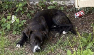 Illustration de l'article : &laquo; Traumatis&eacute; par l&rsquo;humain &raquo;, un chien sauv&eacute; apr&egrave;s 4 heures d&rsquo;intervention par les pompiers attend ceux qui pourront lui redonner confiance
