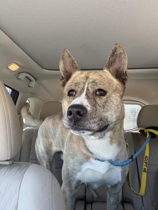 Illustration de l'article : Un marcheur pour la paix adopte un chien amput&eacute; apr&egrave;s 4 mois pass&eacute;s dans un refuge