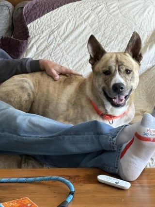 Illustration de l'article : Un marcheur pour la paix adopte un chien amput&eacute; apr&egrave;s 4 mois pass&eacute;s dans un refuge