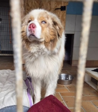 Illustration de l'article : Alert&eacute;e par des klaxons, une femme sauve un Berger Australien de 8 ans tra&icirc;n&eacute; derri&egrave;re une voiture et gravement bless&eacute;