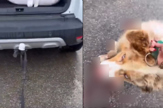 Illustration de l'article : Alert&eacute;e par des klaxons, une femme sauve un Berger Australien de 8 ans tra&icirc;n&eacute; derri&egrave;re une voiture et gravement bless&eacute;