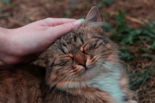 Illustration de l'article : Pourquoi votre chat vous mord-il soudainement pendant un c&acirc;lin ?