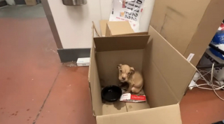 Illustration de l'article : Abandonné dans les toilettes d'un restaurant, ce chiot American Bully faible remonte la pente chez sa famille d'accueil qui décide de le garder