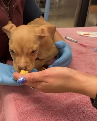 Illustration de l'article : Abandonné dans les toilettes d'un restaurant, ce chiot American Bully faible remonte la pente chez sa famille d'accueil qui décide de le garder