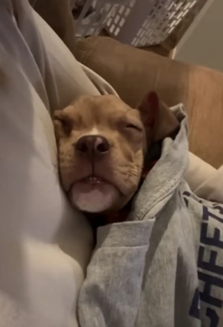 Illustration de l'article : Abandonné dans les toilettes d'un restaurant, ce chiot American Bully faible remonte la pente chez sa famille d'accueil qui décide de le garder