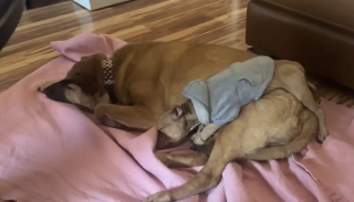 Illustration de l'article : Abandonné dans les toilettes d'un restaurant, ce chiot American Bully faible remonte la pente chez sa famille d'accueil qui décide de le garder